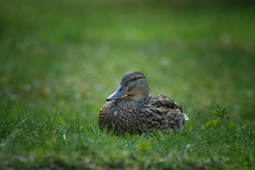 Kaczor © fatalitychess