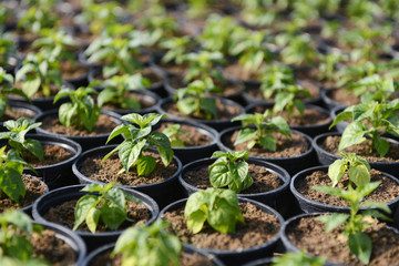 Hot Pepper Saplings in Pots