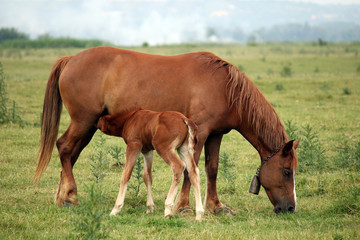 Naklejka na ściany i meble brown foal breastfeeding in the field