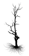 Black Shape Dead Tree Silhouette
