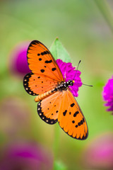 Butterfly on a flower