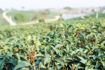 oolong tea farm