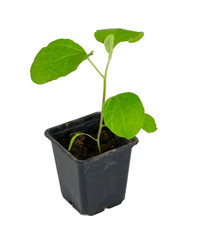 eggplant seedling isolated on white