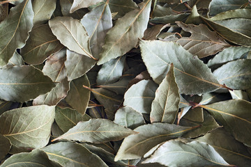 Bay leaves background