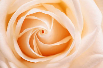Fototapeta na wymiar Beautiful Orange Rose close up