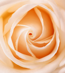 Beautiful Orange Rose close up