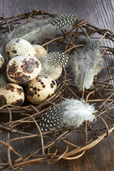 quail eggs in nest