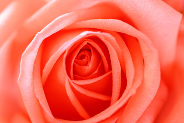 Beautiful red rose petals close up.