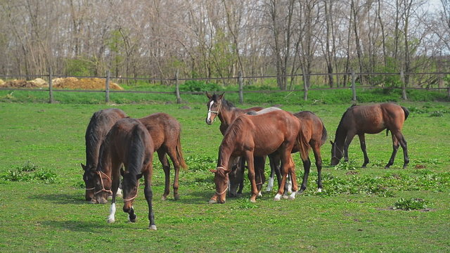 Herd of Young Horses Graze on the Farm Ranch, Animals on Pasture