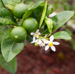 lime tree