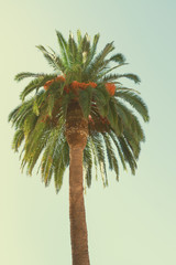 palm tree