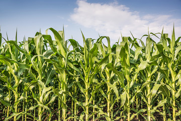 Fototapeta premium Corn field and blue sky with clouds.