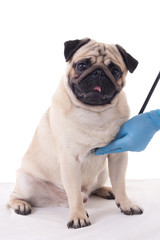 Obraz premium vet checking pug dog with stethoscope isolated on white