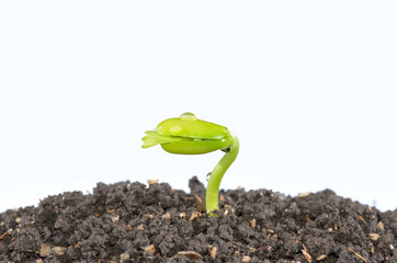 Young green plant with seed isolated on white background.