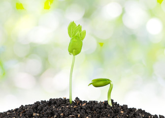 Young green plant with seed on nature