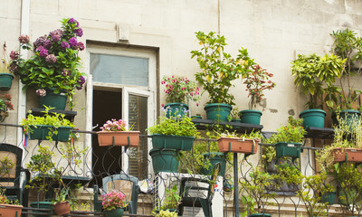 Naklejka premium Flowers on the terrace