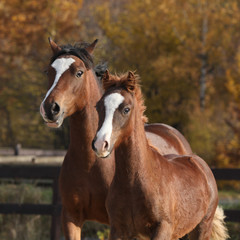 Amazing mare with beautiful foal running