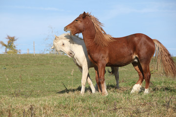 Two young stallions playing together
