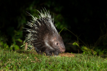 Nocturnal animals Malayan porcupine(Hystrix brachyura)