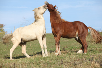 Two young stallions playing together