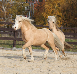 Obraz na płótnie Canvas Two amazing welsh pony stallions playing together