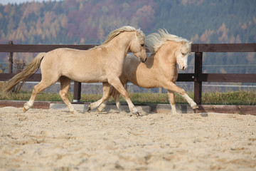 Two amazing stallions playing together
