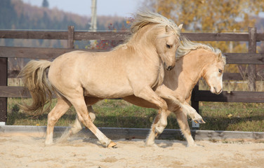 Obraz premium Two amazing welsh pony stallions playing together