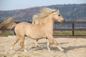 Amazaing palomino welsh pony of cob type running