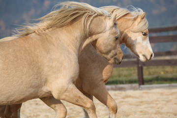 Two amazing welsh pony stallions playing together