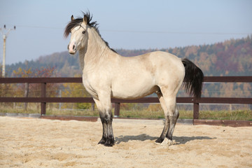 Amazing palomino welsh cob stallion with black hair