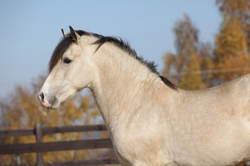 Obraz na płótnie Canvas Amazing palomino welsh cob stallion with black hair