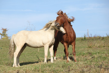 Two young stallions playing together