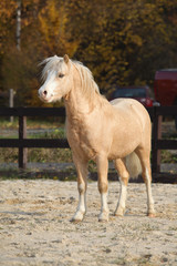 Amazing welsh mountain pony stallion in autumn
