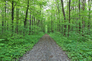 Fototapeta premium Green deciduous forest on a sunny day.