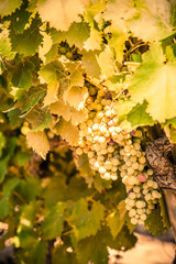 Ripe grapes on branch