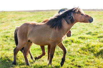 Obraz na płótnie Canvas Horses in a green field of Iceland