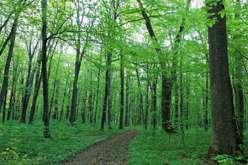 Fototapeta na wymiar Green deciduous forest on a sunny day.