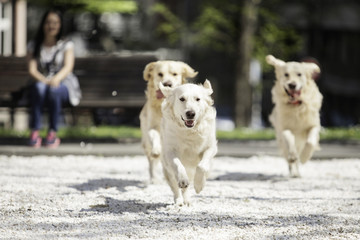 three golden retrievers running