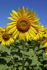 Sunflowers in a field on a sunny day.