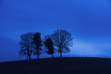 trees on a hill at night