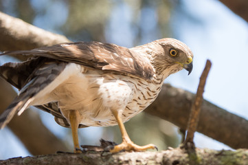 Cooper's Hawk