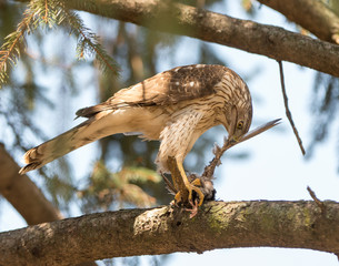 Cooper's Hawk