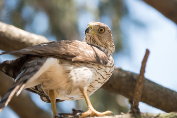 Cooper's Hawk