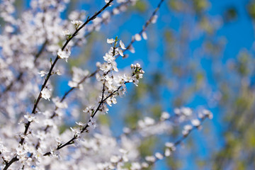 Cherry blossoms in the spring.
