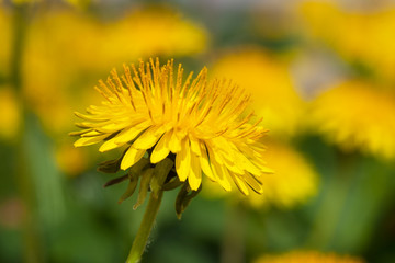 Yellow blooming dandelions in early spring