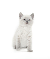 Obraz premium Cute kitten playing