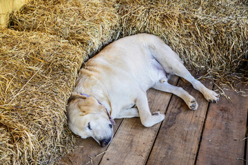 Sleeping Golden Retriever Puppy in farmhouse