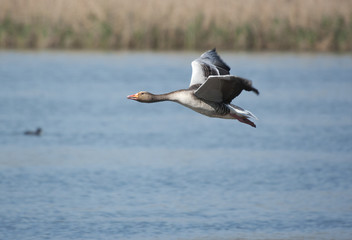 Fototapeta na wymiar Greylag geese (Anser anser) flying