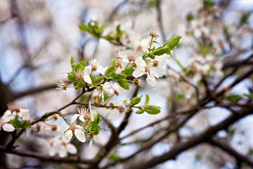 Cherry blossoms over blurred nature background, spring flowers
