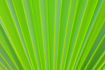 Obraz premium Leaf
